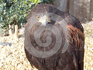 Steppe Eagle