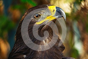 Steppe eagle portrait close-up