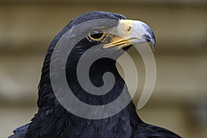 Steppe Eagle Portrait