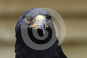 Steppe Eagle Portrait