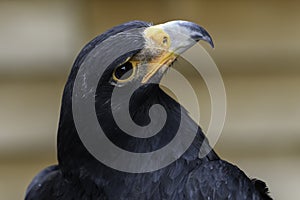 Steppe Eagle Portrait