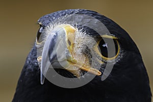 Steppe Eagle Portrait