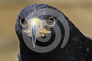 Steppe Eagle Portrait