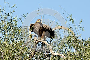 Steppe eagle READY TO FLY JORBEER OUTSKIRT BIKANER