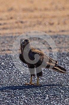 Steppe eagle standing on the ground