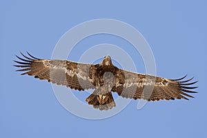 Steppe Eagle photo