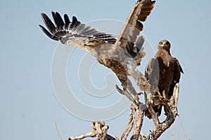 The Steppe Eagle Taking off BIKANER