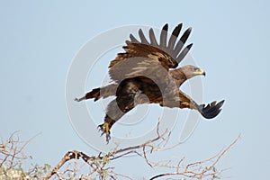 The Steppe Eagle Taking off BIKANER