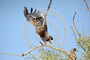 Steppe eagle TAKING OFF JORBEER OUTSKIRT