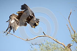 Steppe eagle TAKING OFF JORBEER OUTSKIRT BIKANER