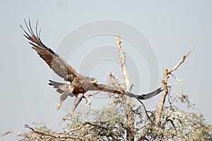 The Steppe Eagle is Taking off Jorbeer outskirt BIKANER