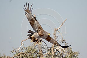 The Steppe Eagle is Taking off Jorbeer outskirt BIKANER