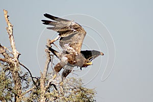 The Steppe Eagle is Taking off Jorbeer outskirt BIKANER