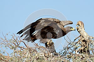 The Steppe Eagle Taking off JORBEER RAPTOR PARK RAJASTHAN