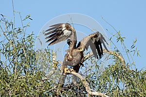 Steppe eagle ABOUT TO FLY JORBEER OUTSKIRT BIKANER