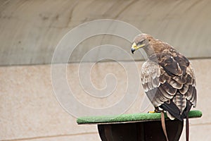 Steppe Eagle in training