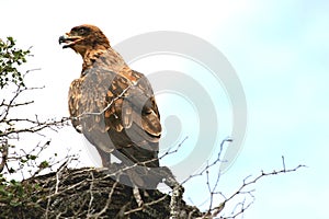 Steppe Eagle in tree