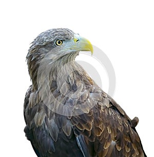 Steppe eagle (aquila rapax) isolated on white background