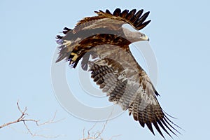 The Steppe EagleTaking off JORBEER RAPTOR PARK RAJASTHAN