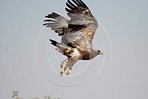 The Steppe EagleTaking off JORBEER RAPTOR PARK RAJASTHAN