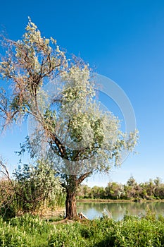 Steppe. Elaeagnus tree growing near the river. silverberry or oleaster, river floodplain Ili Kazahstan