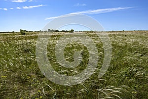 Steppe feather grass is beautiful in spring, it occupies large areas