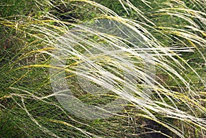 Steppe feather grass. Close-up with green background