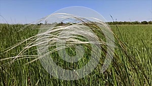 The steppe feather grass flutters beautifully in the wind 4K