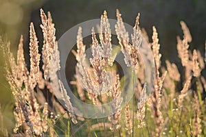 Steppe feather grass at sunset. Spikes of field grass in the evening sun