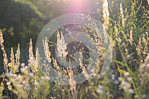 Steppe feather grass at sunset. Spikes of field grass in the evening sun. Shiny grass stems. Blurred background. Soft focus