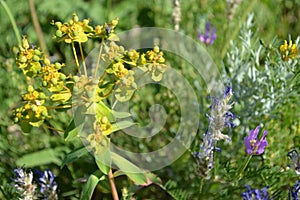 Steppe flowers yellow and purple in green grass