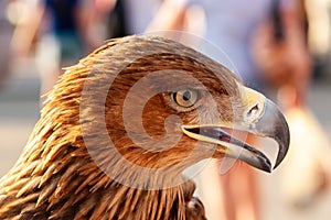 Steppe Golden Eagle. Head of an eagle Berkut close-up