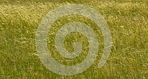 Steppe grass forms a filigree pattern at the slightest breath of wind