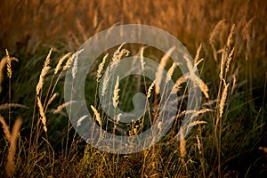 Steppe Grass in Sunset Light
