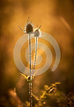 Steppe Grass in Sunset Light