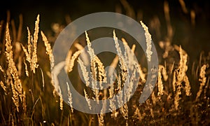 Steppe Grass in Sunset Light