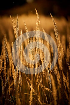 Steppe Grass in Sunset Light