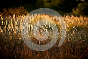 Steppe Grass in Sunset Light