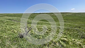 Steppe - Grasslands - Landscape mosaic