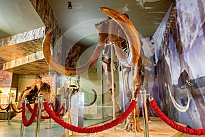 Steppe mammoth skeleton