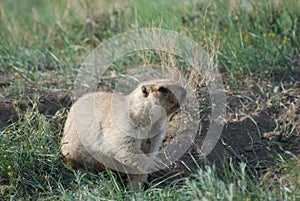 The steppe marmot, or bobak Marmota bobak digs a hole in the spring.