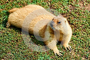 Steppe marmot Marmota bobak in summer.