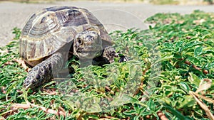 Steppe mediterranean turtle on green grass
