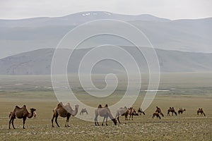 Steppe in Mongolia with Herd of Camels