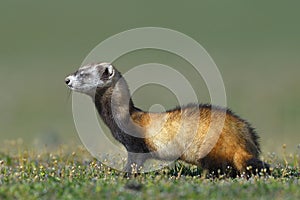 The steppe polecat or masked polecat in natural habitat Mustela