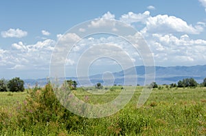 Steppe, prairie, veld,