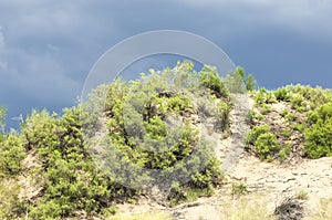 Steppe, prairie, veld, veldt.