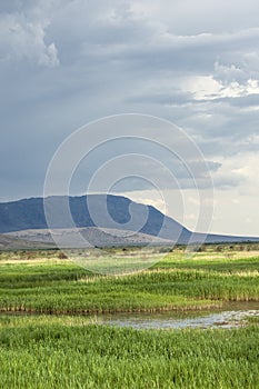 Steppe, prairie, veld, veldt.