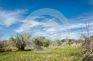 Steppe, prairie, veld, veldt photo