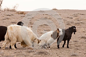 steppe, prairie, veldt, veld